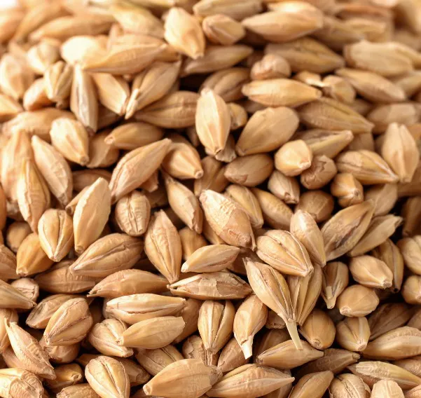 Arpa Nedir? Hayvan Beslenmesinde Arpanın Önemi