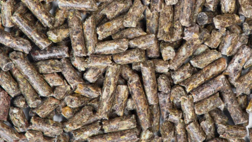 Selecting a Reliable Supplier for Sunflower Seed Meal (SSM)