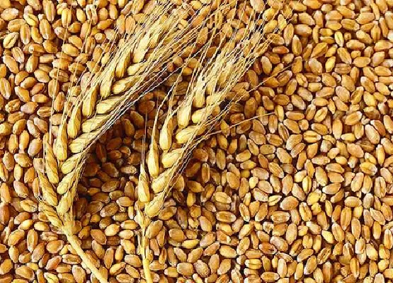 Polatlı Buğday