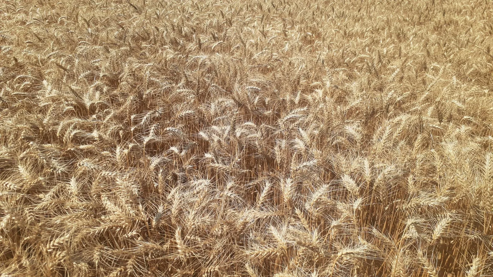 High-Quality Grain Supply and Agricultural Sustainability