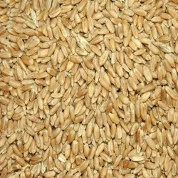 Yemlik Buğday Nedir? Özellikleri ve Hayvancılıktaki Önemi